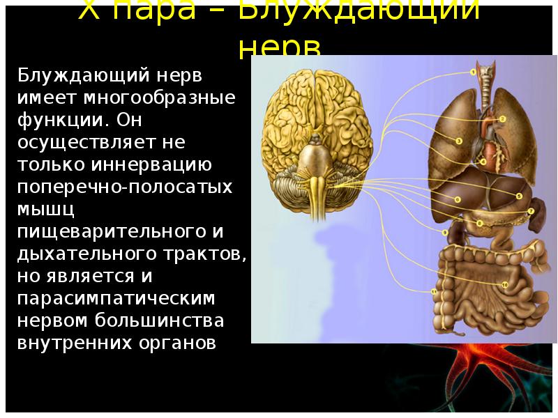 Блуждающий нерв отзывы. Стэнли Розенберг блуждающий нерв. Блуждающий нерв функции. Блуждающий нерв осуществляет иннервацию. Блуждающийинерв функции.