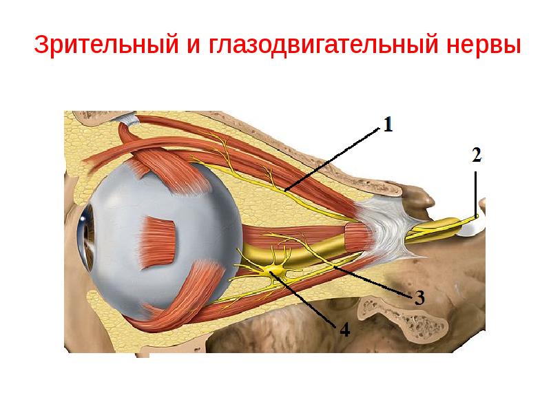 Блоковый нерв неврология презентация