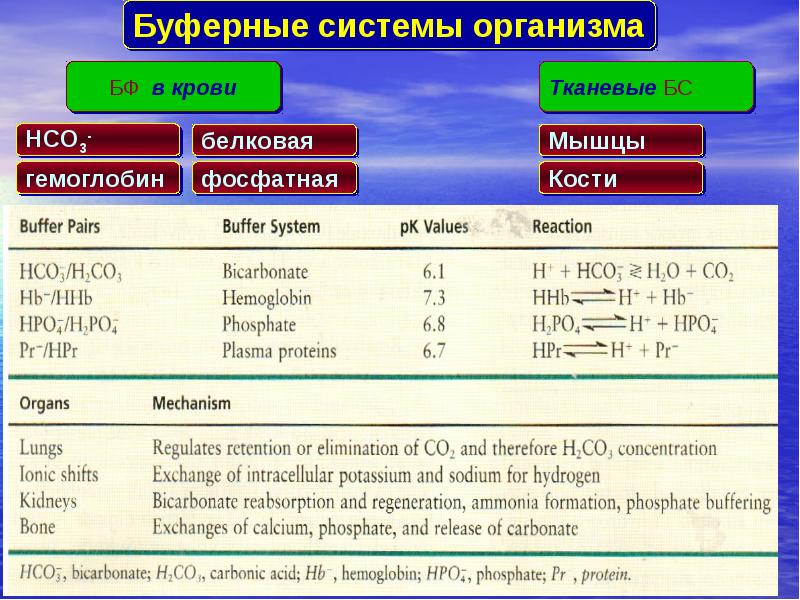 Буферные системы. Буферные системы органов. Буферные системы организма человека. Буферные системы крови человека. Механизм буферных систем организма.