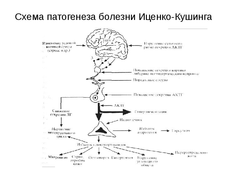 Гипер igm синдром презентация