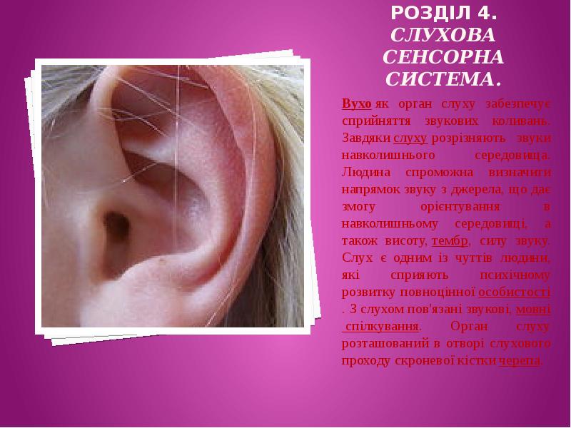 РОЗДІЛ 4. Слухова сенсорна система.  Вухо&nbsp;як орган слуху забезпечує сприйняття