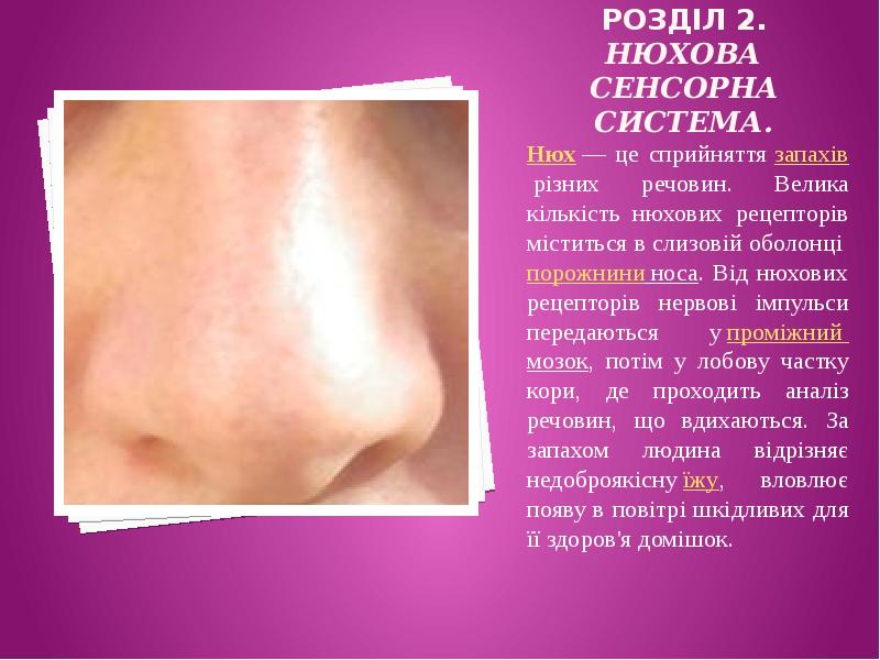 РОЗДІЛ 2. Нюхова сенсорна система.  Нюх&nbsp;— це сприйняття&nbsp;запахів&nbsp;різних речовин. Велика