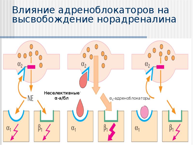 Бета адреноблокаторы картинки