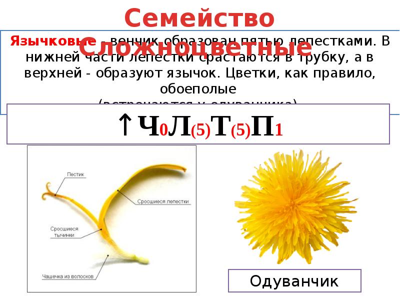 Формула цветка растений семейства сложноцветные