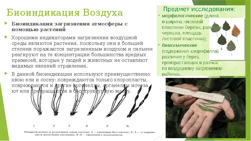 Биологический мониторинг презентация