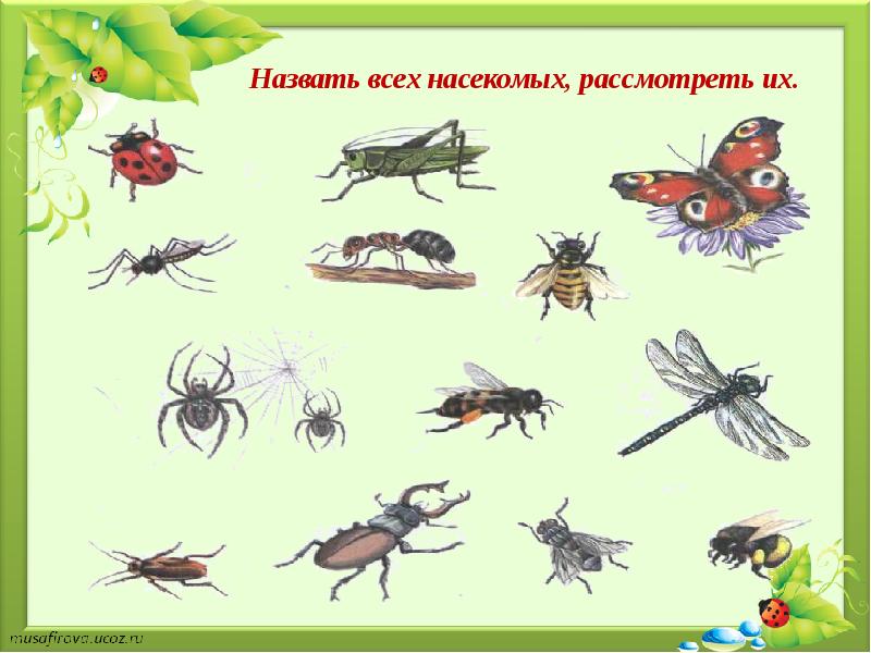 Презентация по развитию речи в старшей группе на тему насекомые