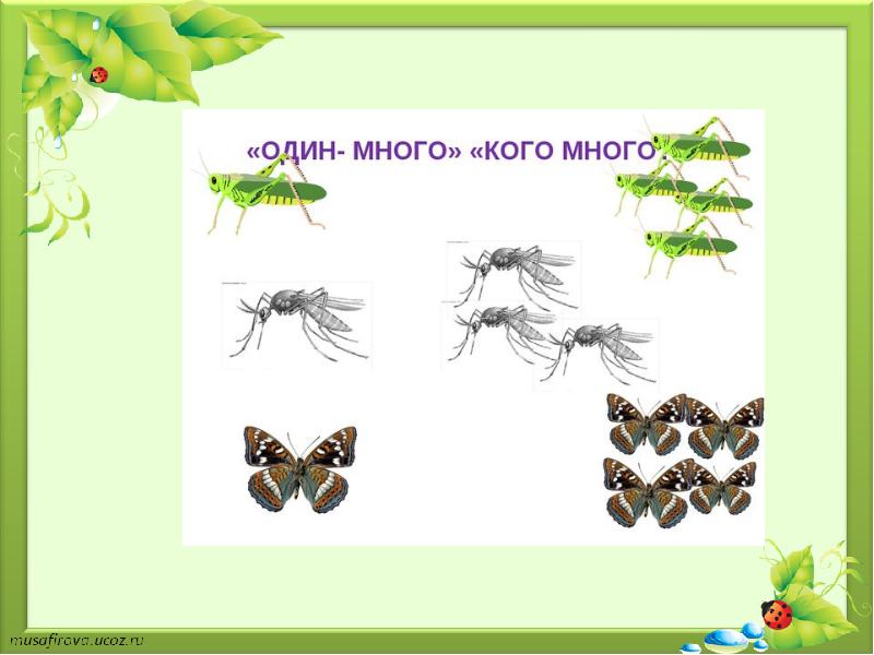 Презентация лексическая тема насекомые
