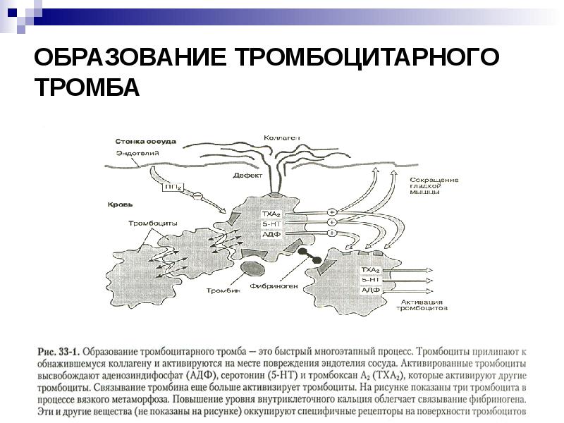 Схема образования тромбоцитарного тромба