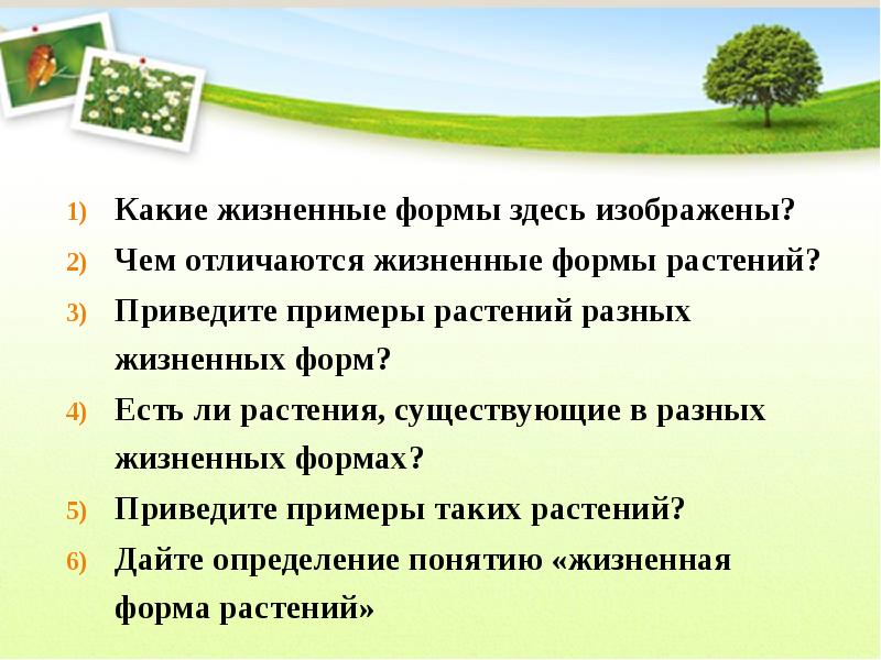 Чем отличается жизненный. Жизненная форма ели. Привести примеры жизненных форм. Жизненный и житейский разница. Тест по жизненным формам растений.