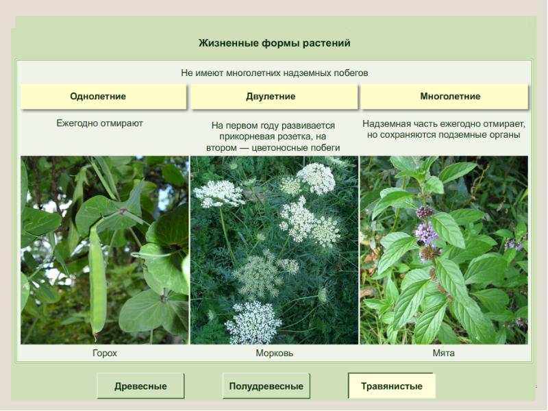 Сайт определения растений по фото