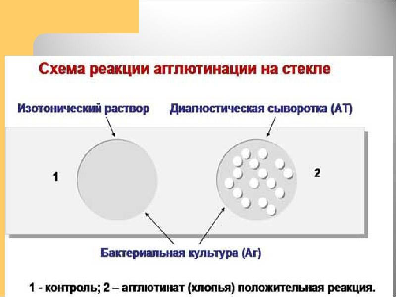 Серологические реакции презентация