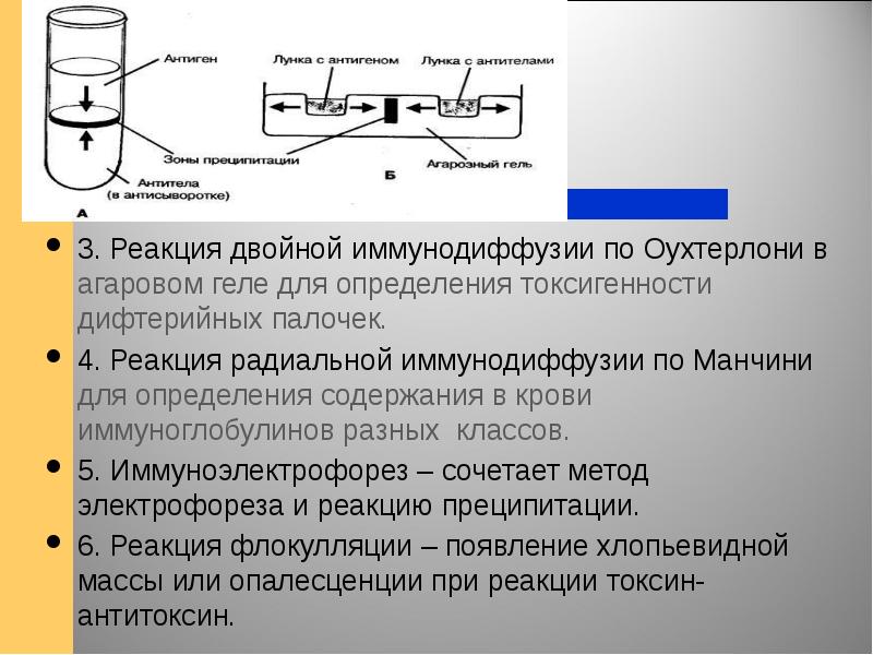 Реакция двойной иммунодиффузии по оухтерлони картинки