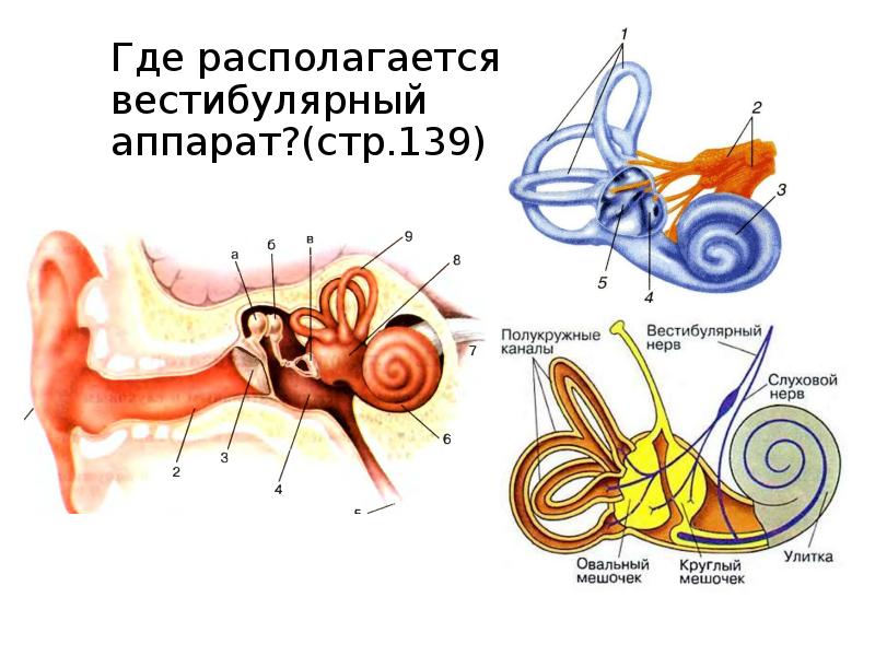 Вестибулярный аппарат нарисовать