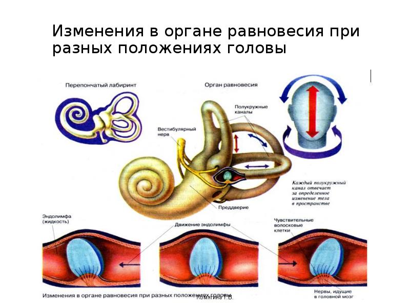 Полукружные каналы внутреннего уха расположены. Орган равновесия отолитовый аппарат. Вестибулярный аппарат отолитовый аппарат. Рецепторы вестибулярного аппарата схема. Вестибулярный аппарат внутреннего уха строение.