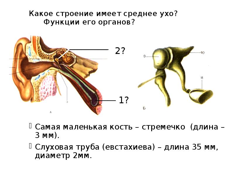 Кости среднего уха человека. Стремечко строение и функции. Строение стремечко уха. Три функции слуховой трубы. Функции уха анатомия.