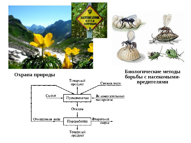 Биологические методы борьбы с вредителями презентация