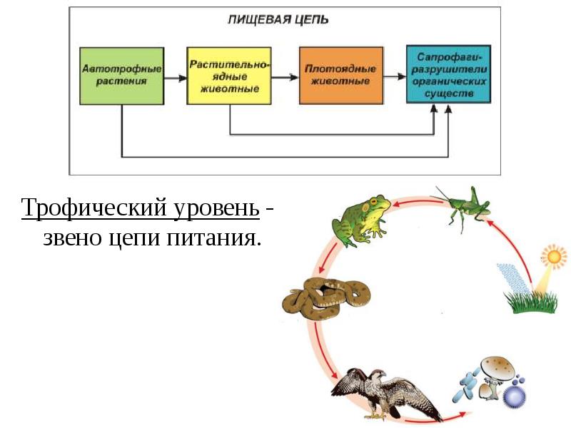 Лабораторная работа составление схем передачи веществ и энергии цепей питания трофических сетей