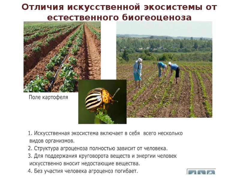 Пути повышения биологической продуктивности в искусственных экосистемах проект