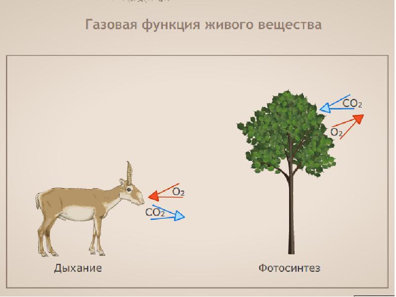 Функции живого вещества в экосистеме. Искусственные экосистемы. Урбоэкосистема презентация. Газовая функция живого вещества анимация. Урбоэкосистемы.