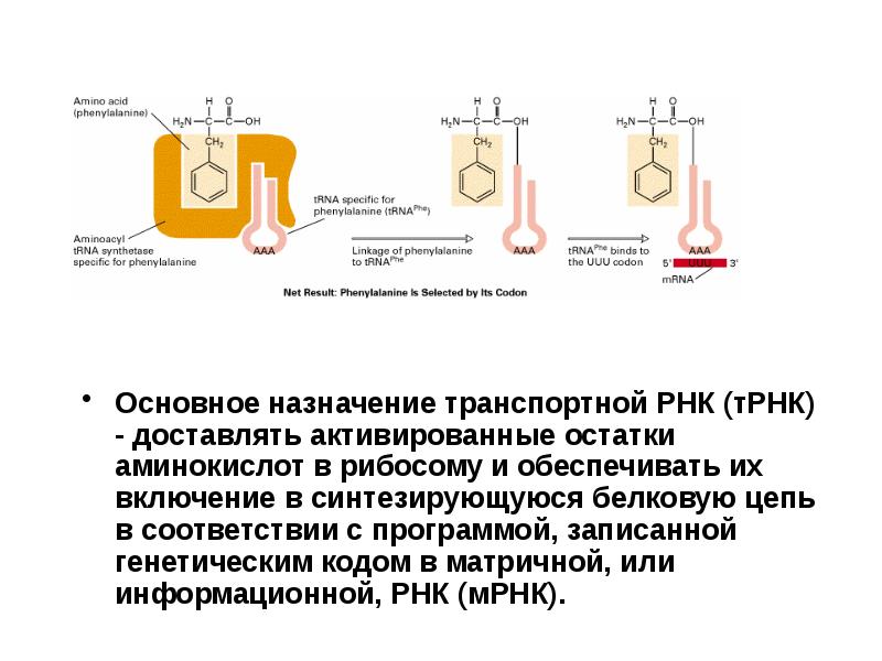 Доставляет аминокислоты