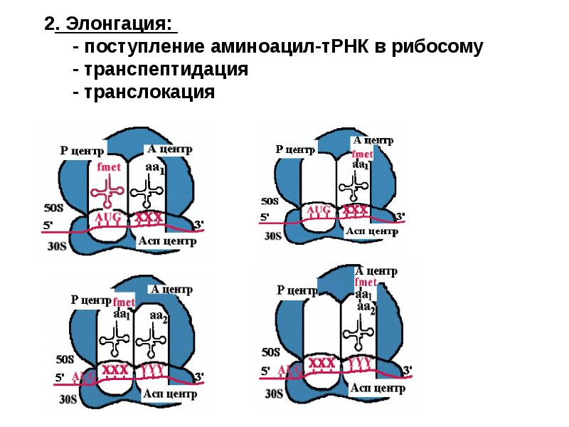 Направлении от 5 к 3 концу. Реакция транспептидации в элонгации. Факторы элонгации трансляции. Функциональные центры рибосом. Транспептидация и транслокация.