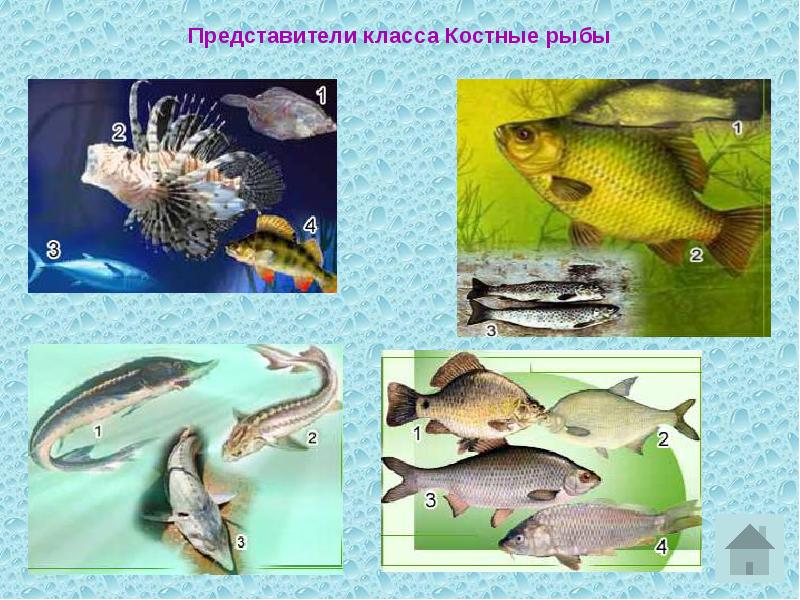 Класс костные рыбы 7 класс