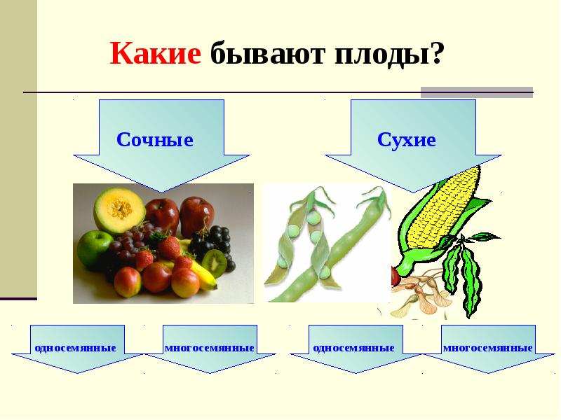 Какие плоды дает