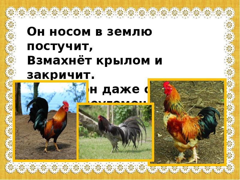 План сказки петух и собака