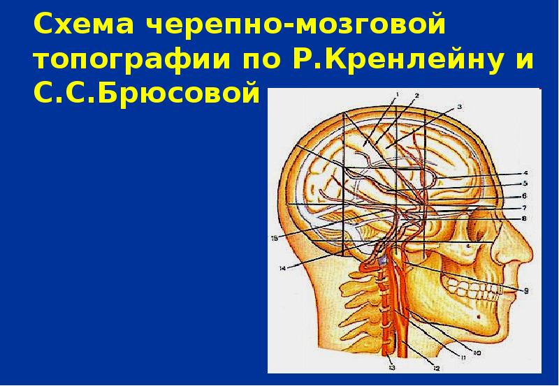 Схема черепно мозговой топографии схема кренлейна