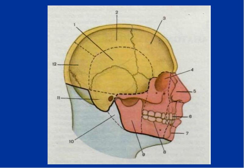 Клиническая анатомия головы презентация