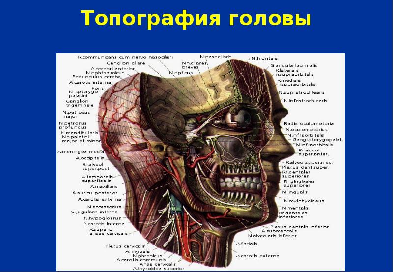 Топографическая анатомия головы презентация