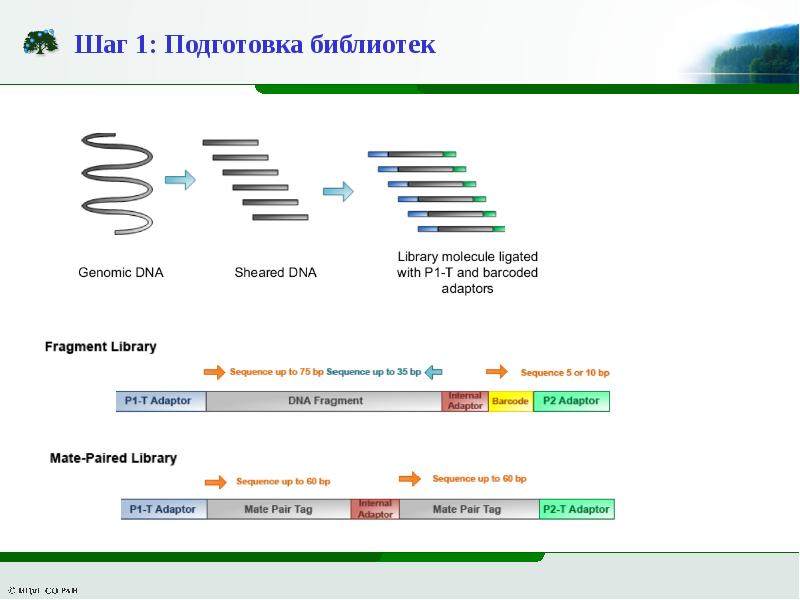 Секвенирование нового поколения. Секвенирование нового поколения NGS. Библиотека ДНК секвенирование. Секвенирование нового поколения NGS презентация. Полноэкзомное секвенирование нового поколения.