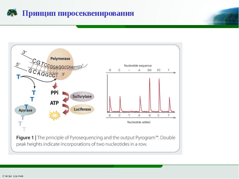 Секвенирование нового поколения. Метод NGS секвенирования. Секвенирование нового поколения NGS. Пиросеквенирование принцип. Секвенирование 2 поколения.