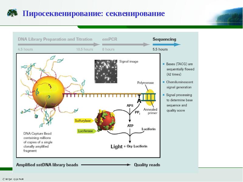 Секвенирование нового поколения. Массовое параллельное секвенирование. NGS секвенирование. Секвенирование нового поколения NGS.