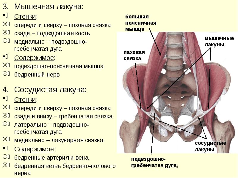 Подвздошная мышца где находится фото у мужчин