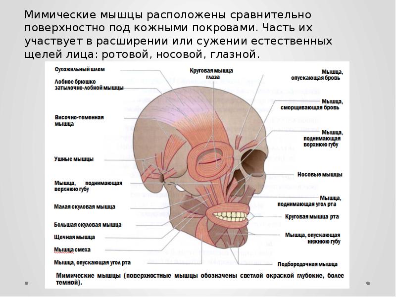 Схема мышц лица и шеи человека косметологические линии