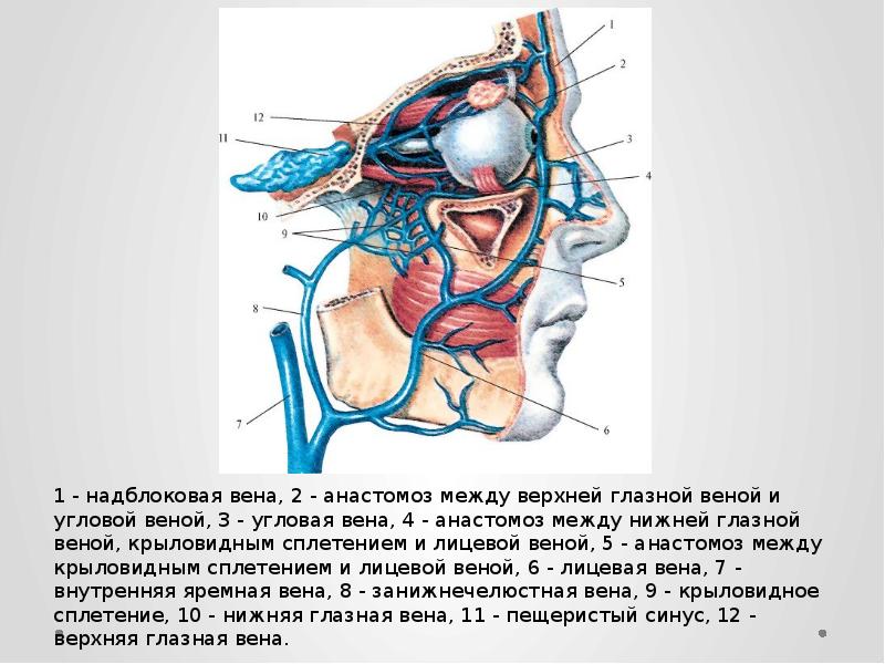 Глазная артерия схема