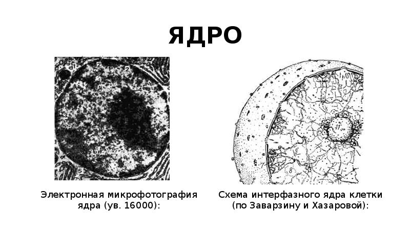 В ядре интерфазной клетки. В ядре интерфазной клетки. Интерфазное ядро гистология. Структура интерфазного ядра. Интерфазное ядро гистология.