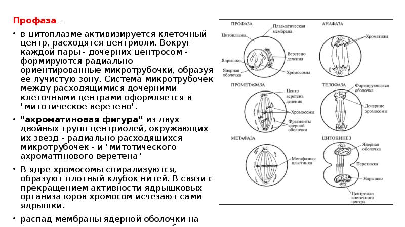 Количество днк в профазе 1. Профаза строение. Профаза схема. Профаза функции. Профаза характеристика.