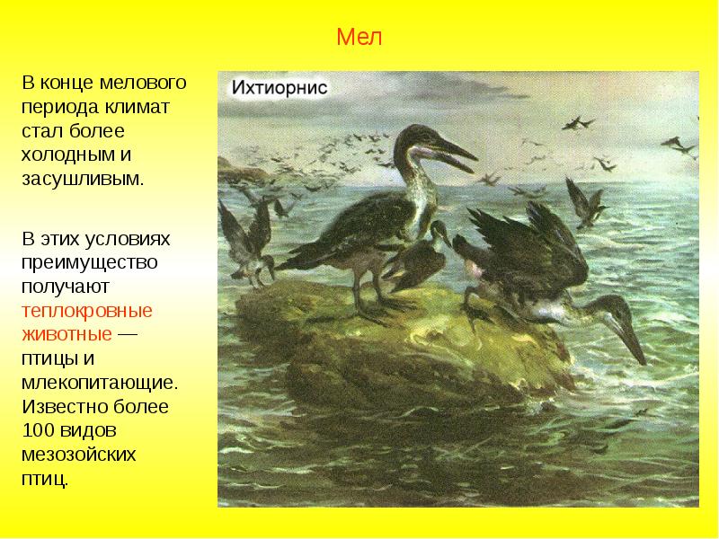 Птицы эра период. Птицы мезозойской эры. Птицы эра период. Древние птицы. Появление археоптерикса эра.