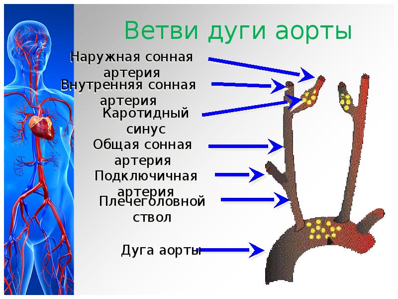 Ветви дуги аорты схема