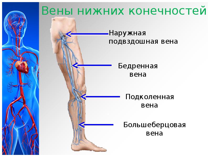 Расположение вен на ногах человека схема