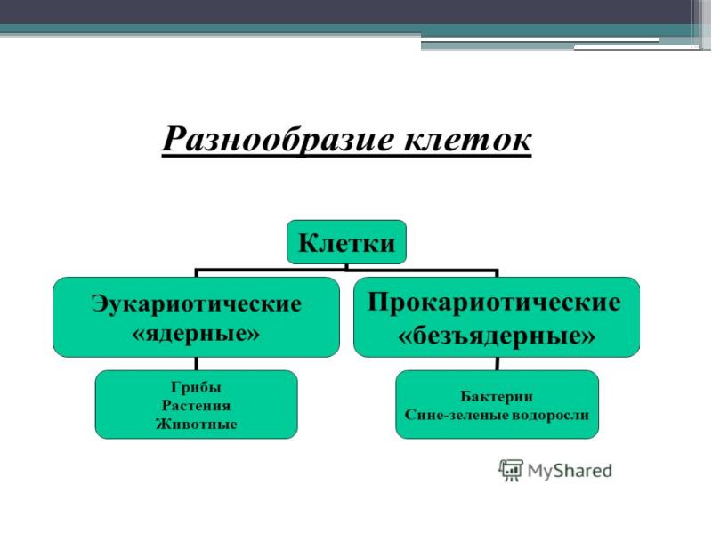 Группы прокариотических организмов. Кластер Прокариотическая клетка. Способы питания прокариотической клетки.