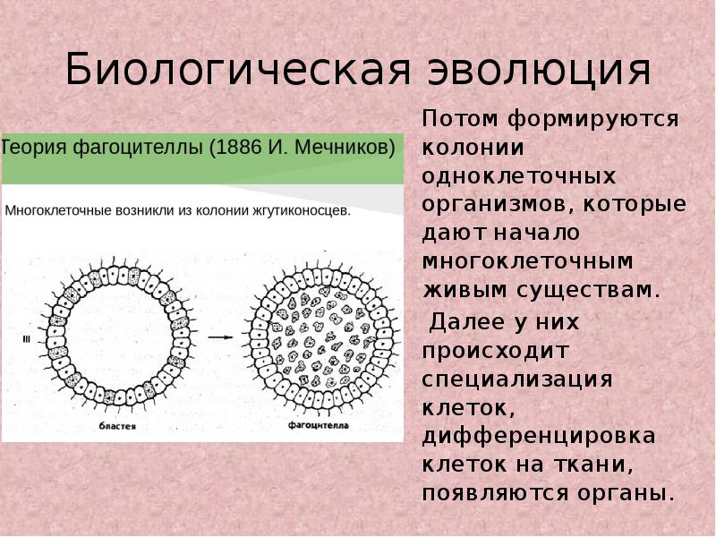 Ткани многоклеточных организмов