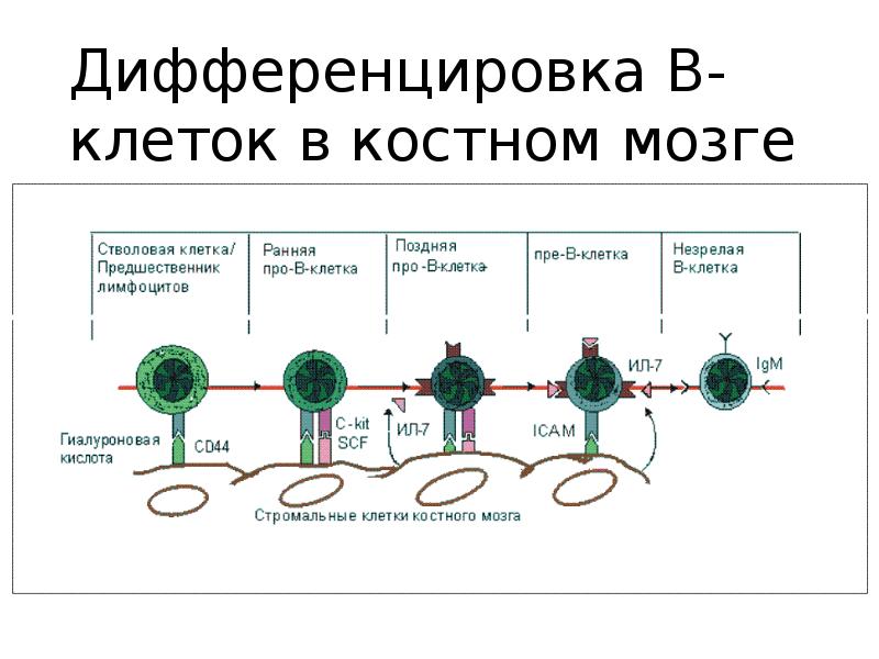 Дифференцировка клеток этапы. Схема дифференцировки т и в лимфоцитов. Дифференцировка т лимфоцитов иммунология схема. Положительная селекция т-лимфоцитов. В лимфоциты дифференцируются в костном мозге.