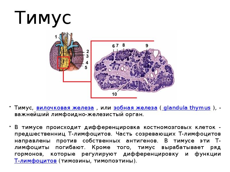 Тимус животных фото