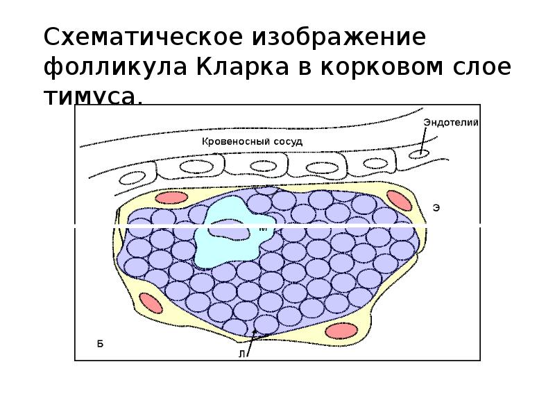 Органы иммунной системы человека рисунок