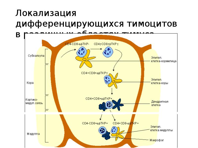 Рисунок тимуса иммунология