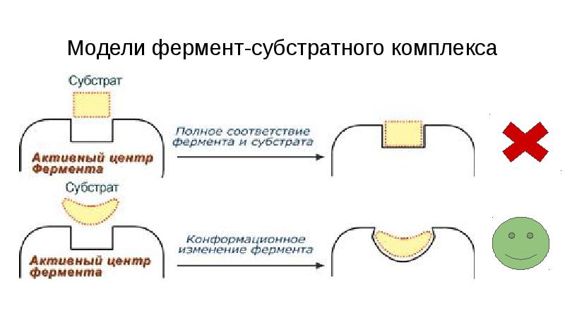 Как сделать ферментом. Фермент субстратный комплекс. Образование фермент субстратного комплекса. Модель фермента. Субстрат ферментный комплекс.