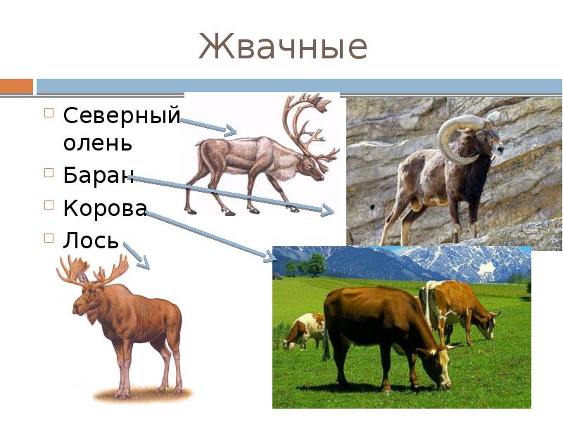 Презентация о парнокопытных